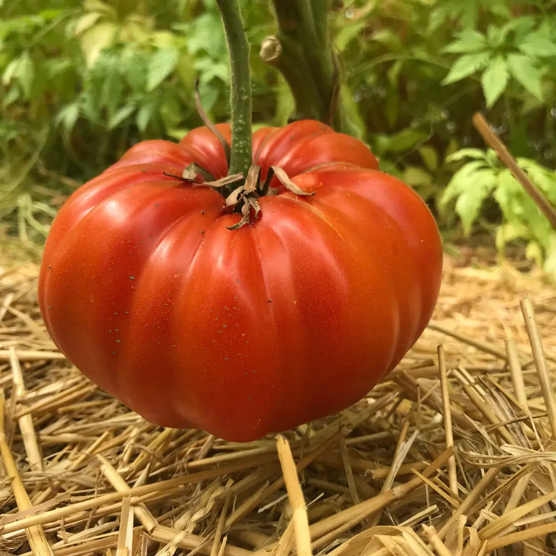 ferme-de-sainte-marthe-tomate-couilles-de-taureau-graines-bio image 3