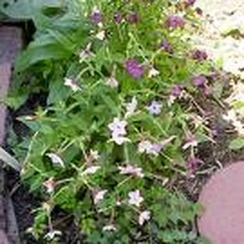 graines-bocquet-tabac-ornemental-vari-graines-fleurs-0-5-g-annuelle image 1