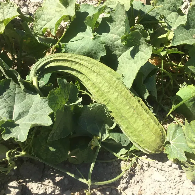 ferme-de-sainte-marthe-courge-luffa-sweet-beauty-graines-bio image 1