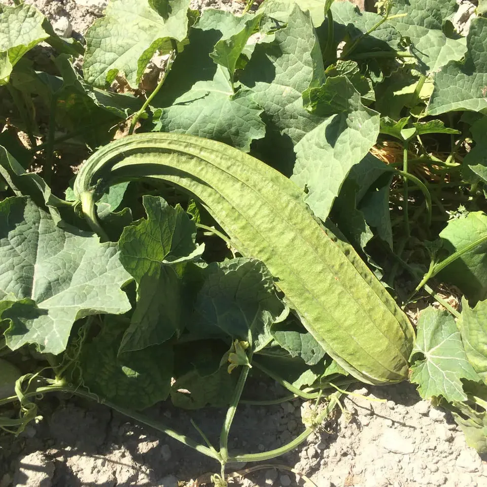 ferme-de-sainte-marthe-courge-luffa-sweet-beauty-graines-bio image 1