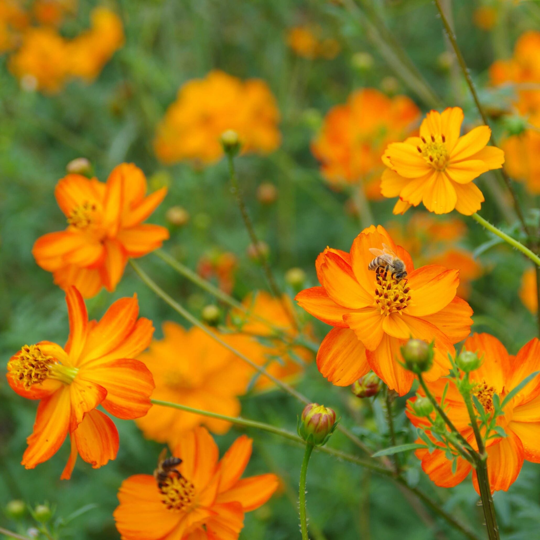 les-semences-de-l-ombelle-cosmos-sulfureux-orange-graines-bio image 2