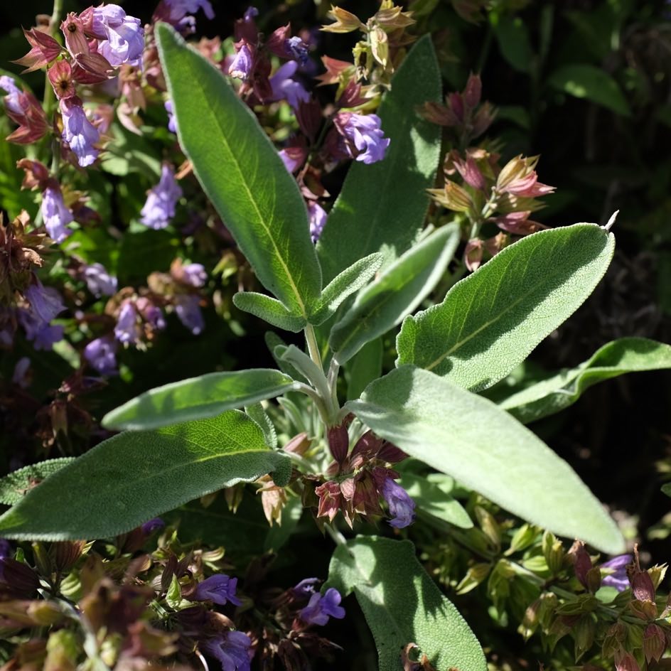 la-bo-te-graines-sauge-officinale-bio-graines-aromatiques-tisane image 3