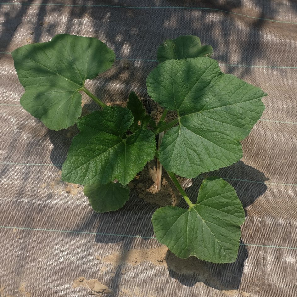 la-bo-te-graines-courge-lemon-graines-bio-chair-tendre image 2