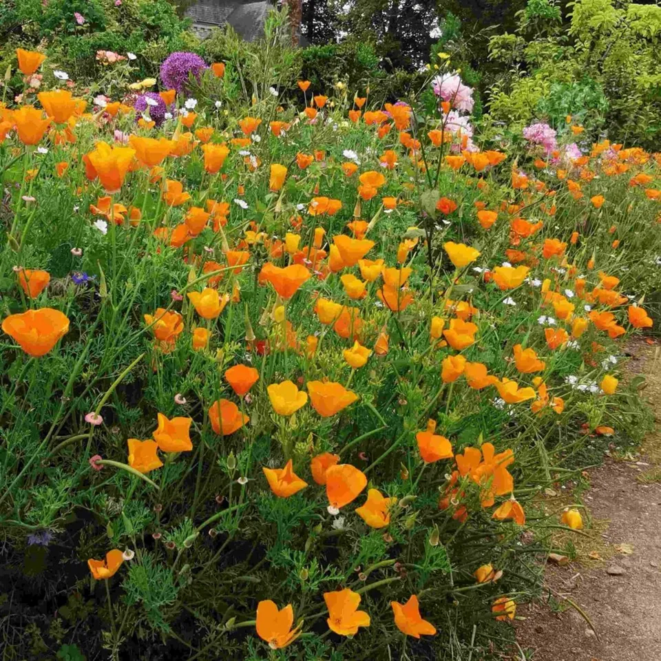 les-semences-de-l-ombelle-pavot-de-californie-orange-graines-bio image 1