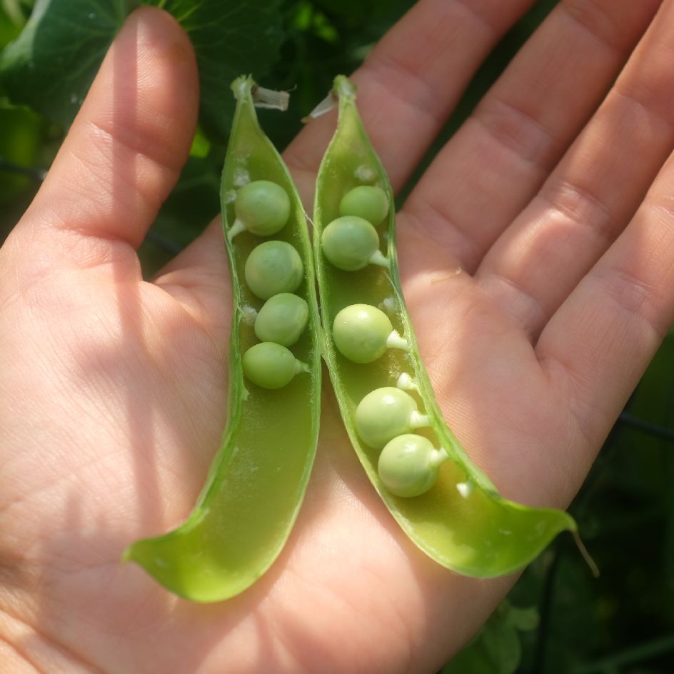 la-bo-te-graines-graines-l-gumes-serpette-guilloteaux-graines-pois-bio image 3