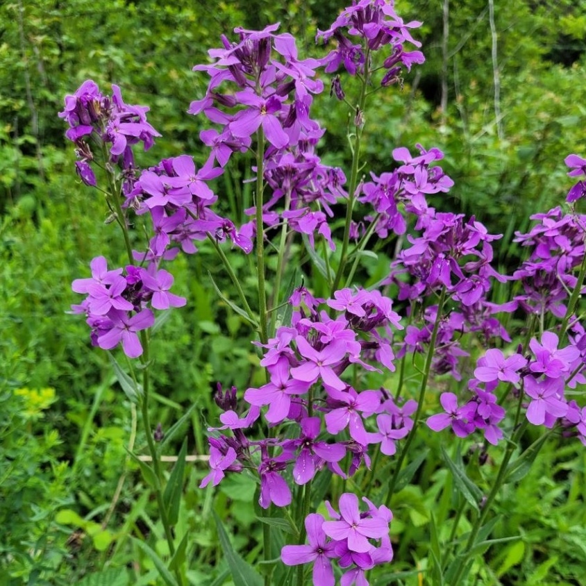 les-semences-de-l-ombelle-julienne-des-dames-graines-fleurs image 2