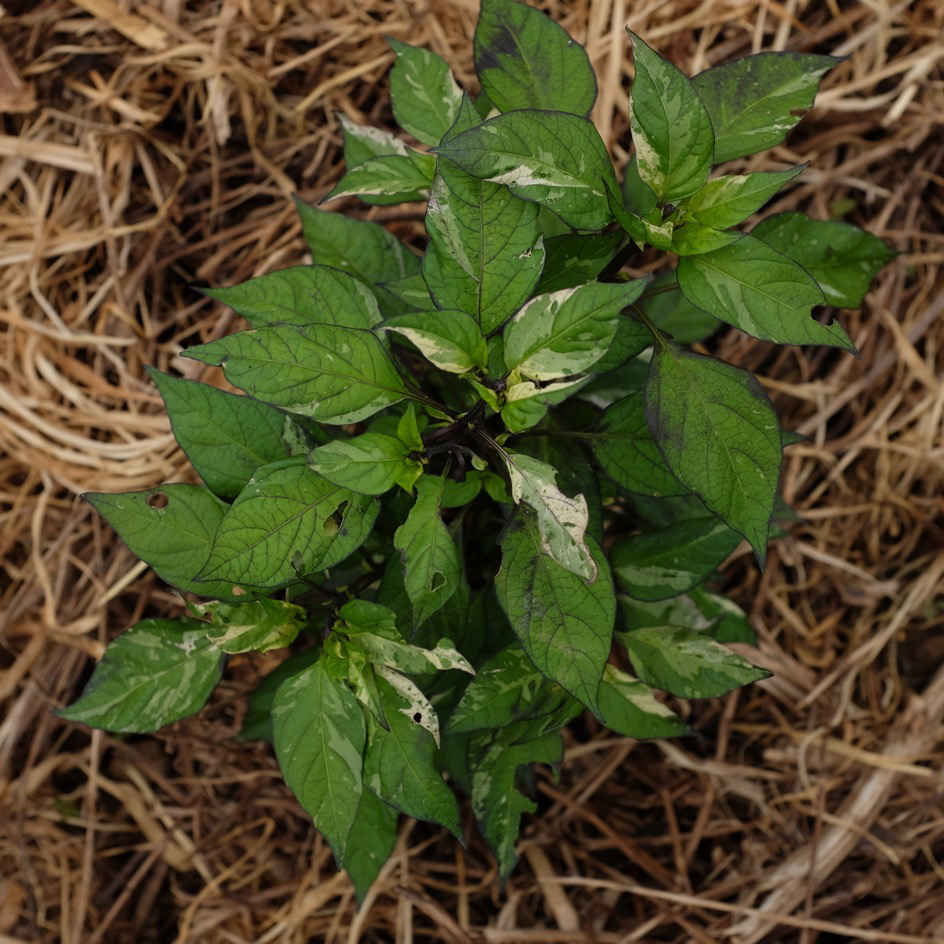 la-bo-te-graines-jigsaw-graines-piment-fort-bio-violet-rouge image 4