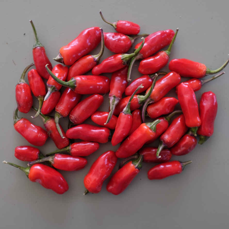 la-bo-te-graines-jigsaw-graines-piment-fort-bio-violet-rouge image 2