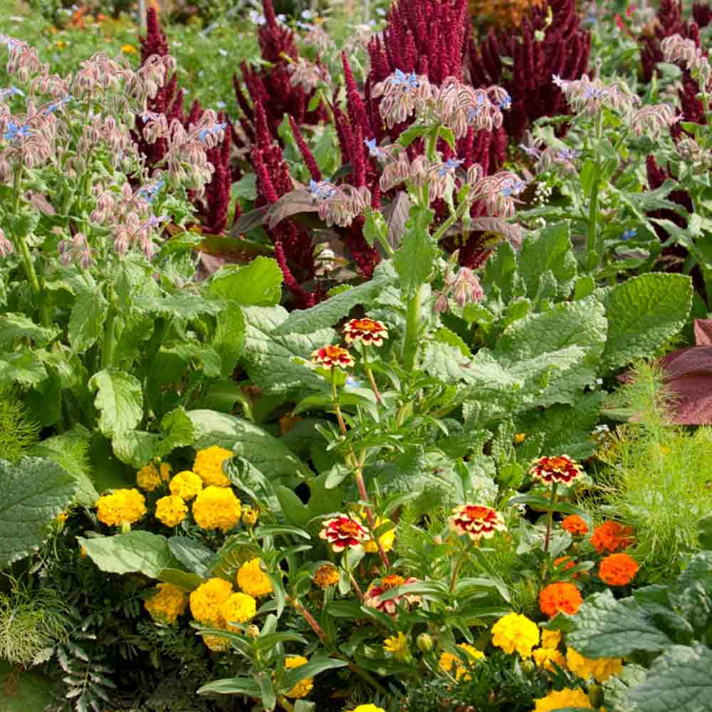 ferme-de-sainte-marthe-m-lange-fleuri-anti-limaces-graines-fleurs image 1