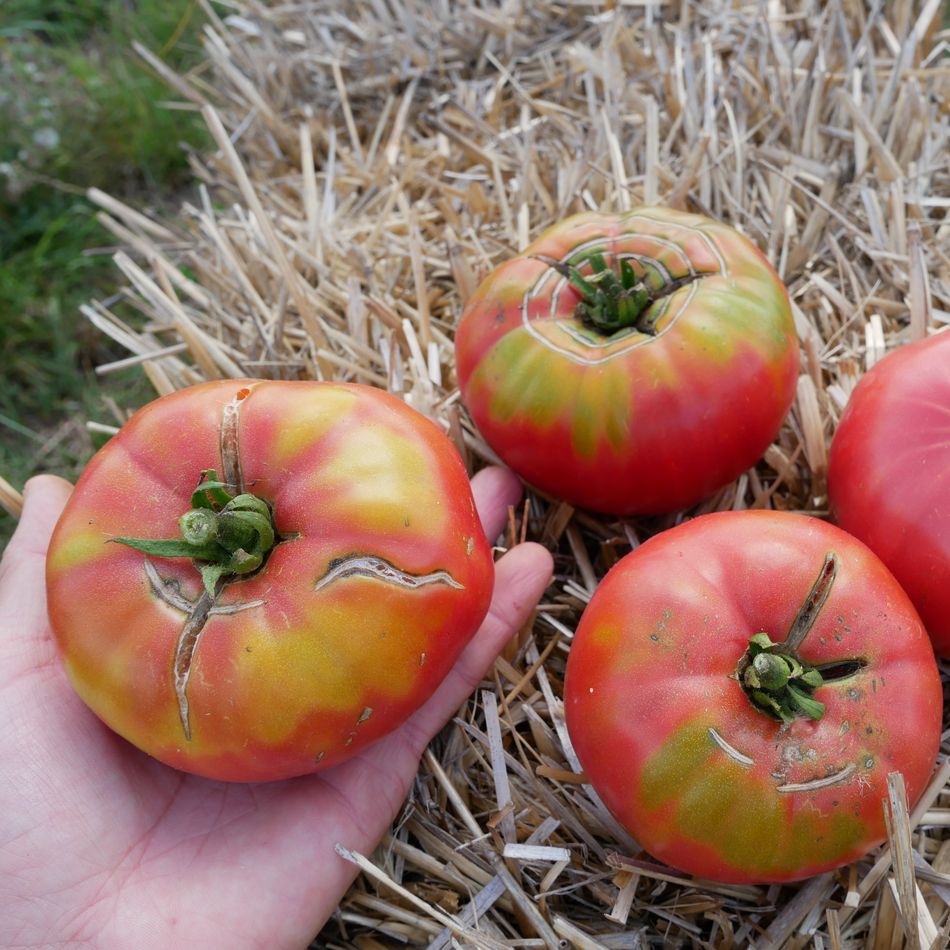 la-bo-te-graines-tomate-rosa-barbastro-bio-graines image 1