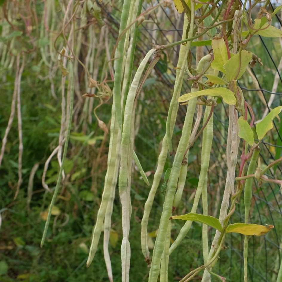 la-bo-te-graines-graines-l-gumes-kilom-tre-sweet-white-graines-haricot-bio image 1