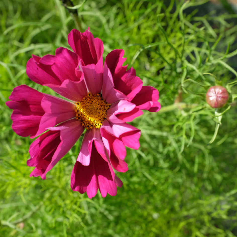 la-bo-te-graines-cosmos-piper-red-graines-fleurs-bio-rose image 4