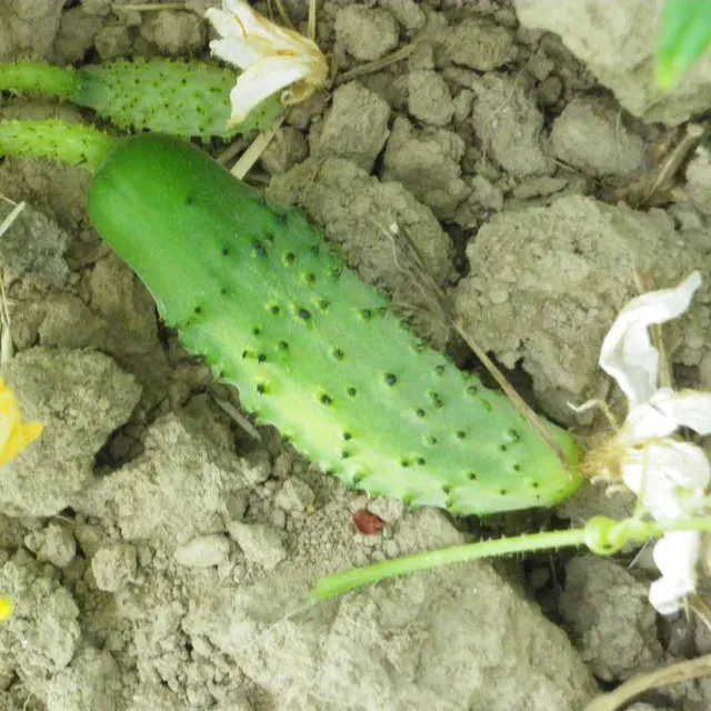 la-bo-te-graines-cornichon-meaux-bio-graines-l-gumes-vinaigre image 1
