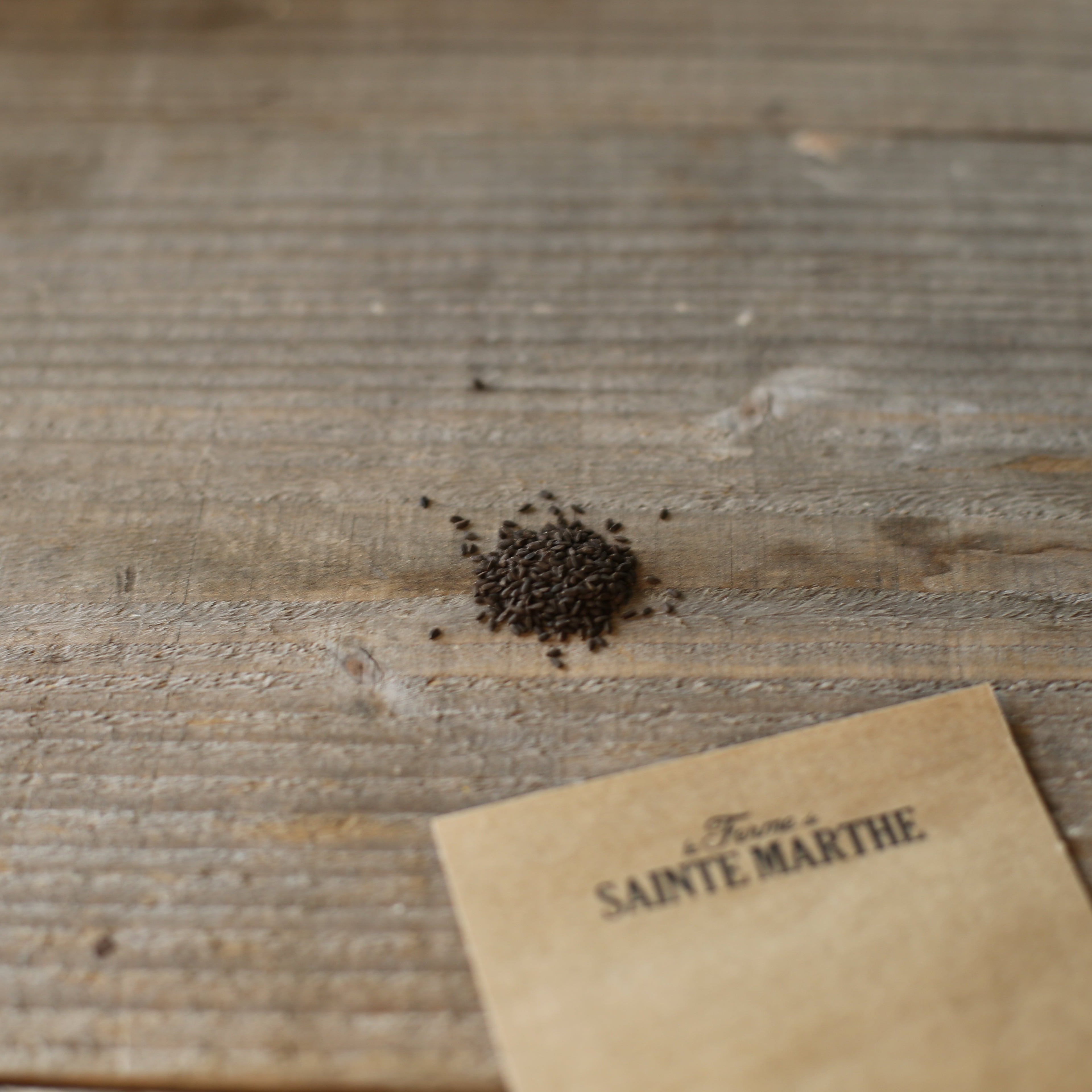 ferme-sainte-marthe-hysope-graines-aromatiques-bio-vivace image 2