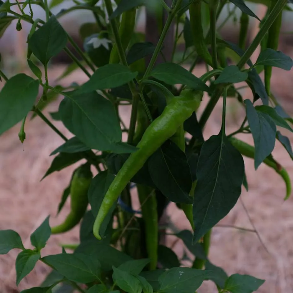 la-bo-te-graines-piment-guindilla-graines-bio-doux-vinaigre image 1