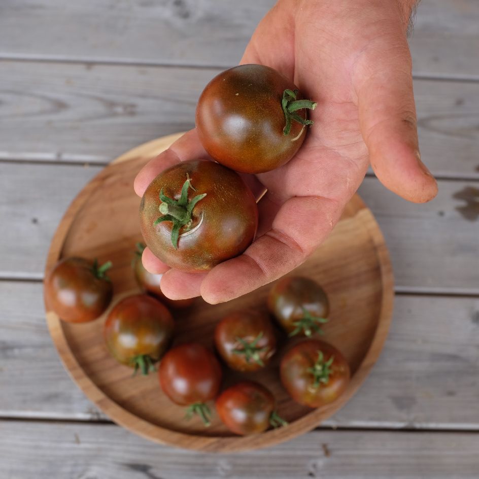 la-bo-te-graines-graines-l-gumes-black-prince-tomate-bio-mi-saison image 1
