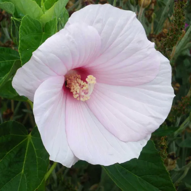 la-bo-te-graines-graines-fleurs-hibiscus-lasiocarpos-sachet-bio-rose image 1