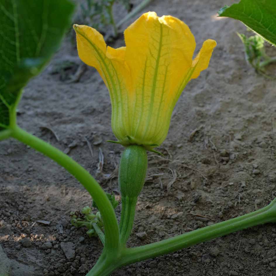 la-bo-te-graines-courge-spaghetti-bio-graines-l-gumes image 4