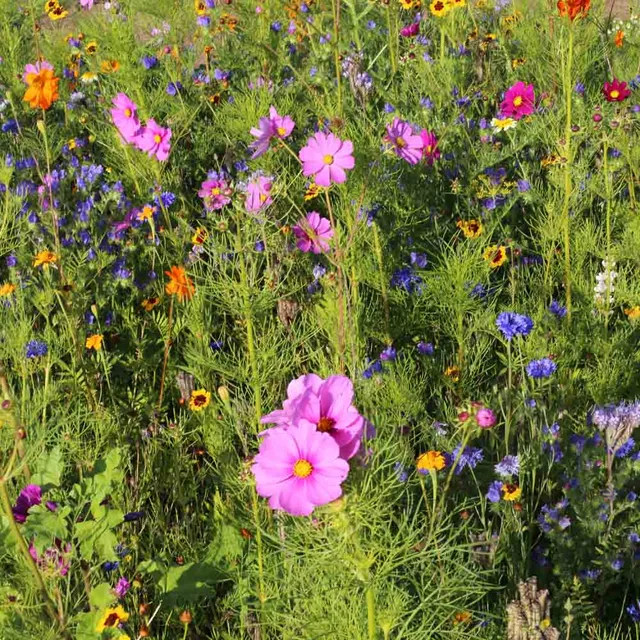 m-lange-fleuri-miel-et-papillons-graines-5g-mellif-re image 1