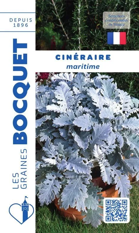 graines-bocquet-cin-raire-maritime-graines-fleurs-0-5-g-argent image 1