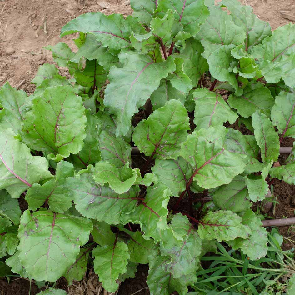 la-bo-te-graines-betterave-forono-bio-graines-l-gumes-cylindrique image 3