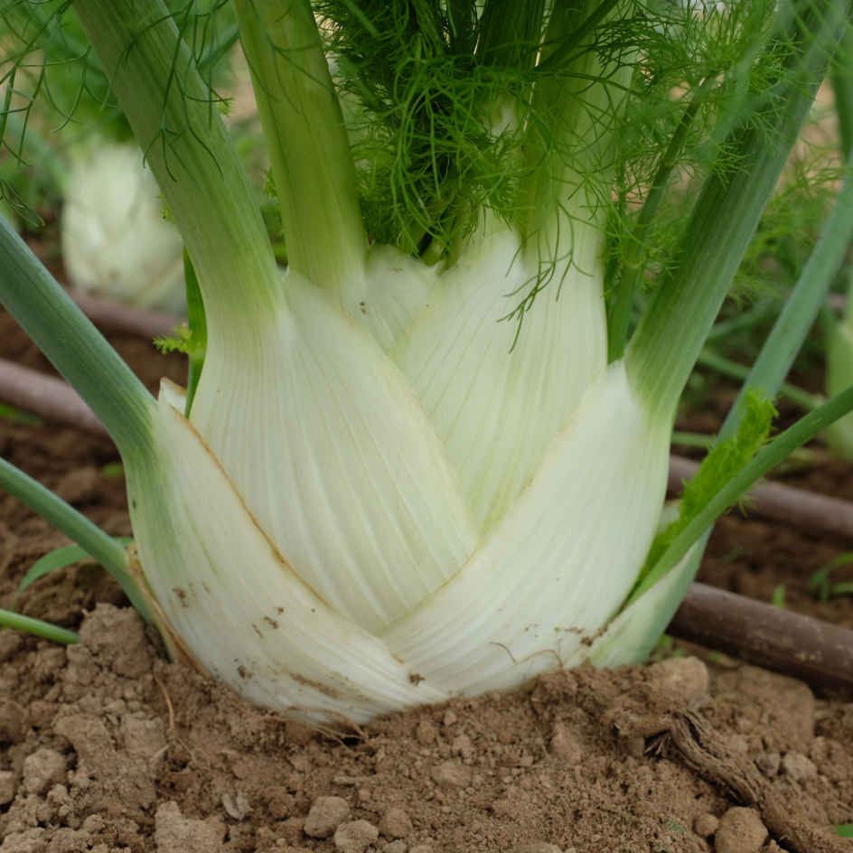 la-bo-te-graines-fenouil-finale-graines-l-gumes-bio image 1