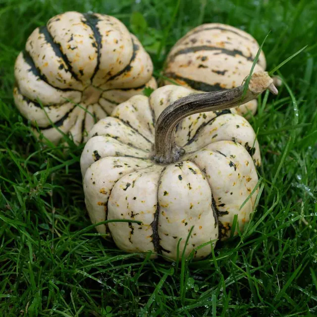 la-bo-te-graines-courge-sweet-dumpling-patidou-bio-graines image 1