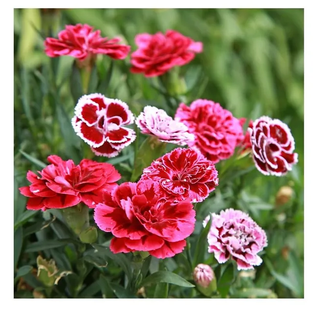 graines-bocquet-oeillet-mignardise-graines-fleurs-1-g image 1