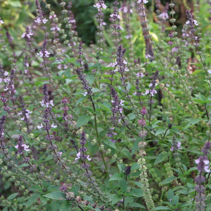 les-semences-de-l-ombelle-tulsi-graines-basilic-sacr-bio image 2