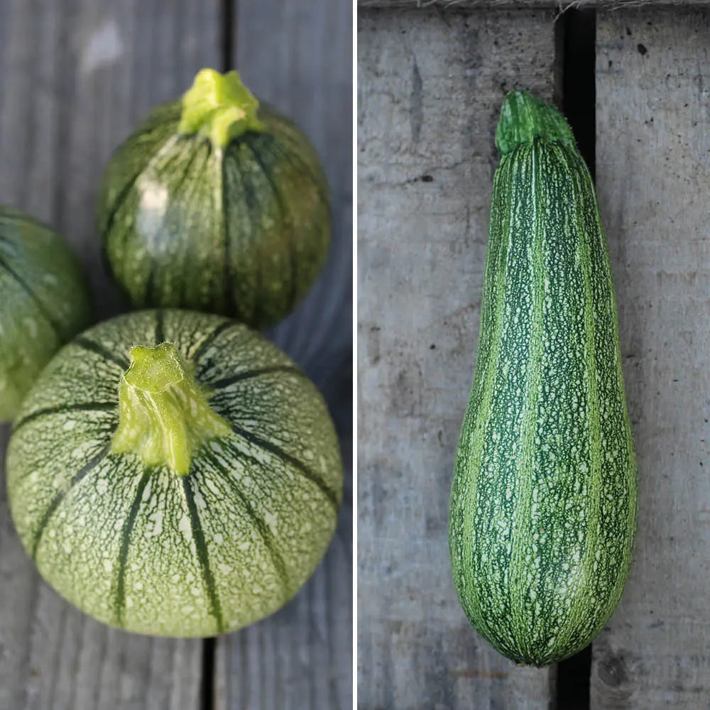 ferme-de-sainte-marthe-m-lange-graines-courgettes-bio-ronde-nice image 1