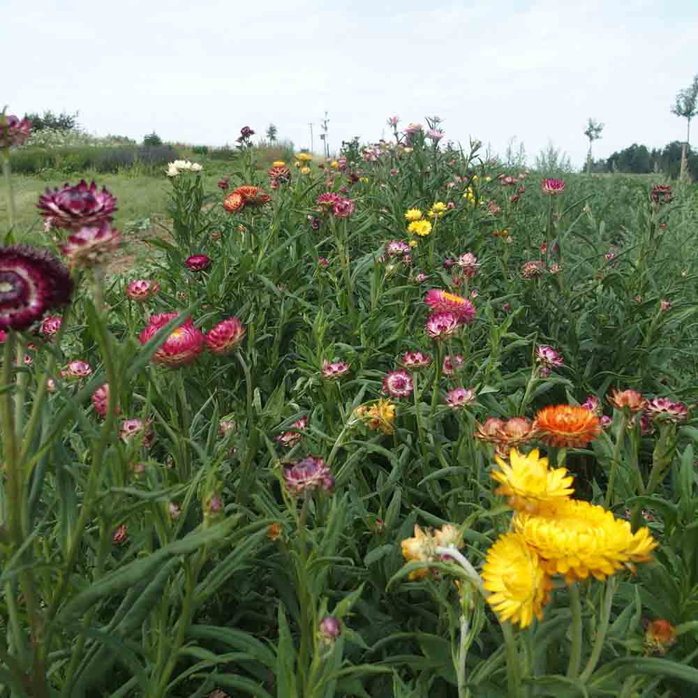 ferme-de-sainte-marthe-graines-de-fleurs-immortelle-flore-pleno-bikini-bio image 1
