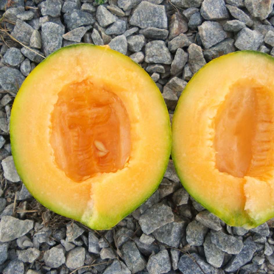 la-bo-te-graines-melon-ananas-chair-rouge-graines-bio image 2