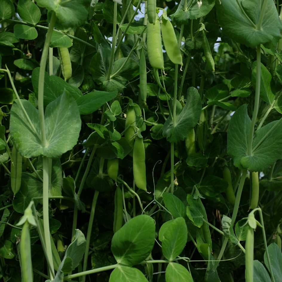 la-bo-te-graines-pois-corne-de-b-lier-bio-graines-l-gumes-mangetout image 2