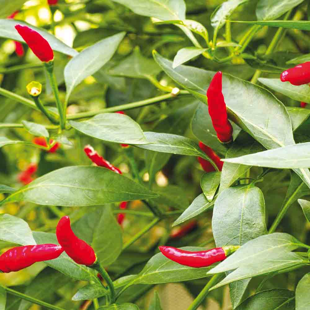 ferme-de-sainte-marthe-piment-sucette-de-provence-plant-bio image 2