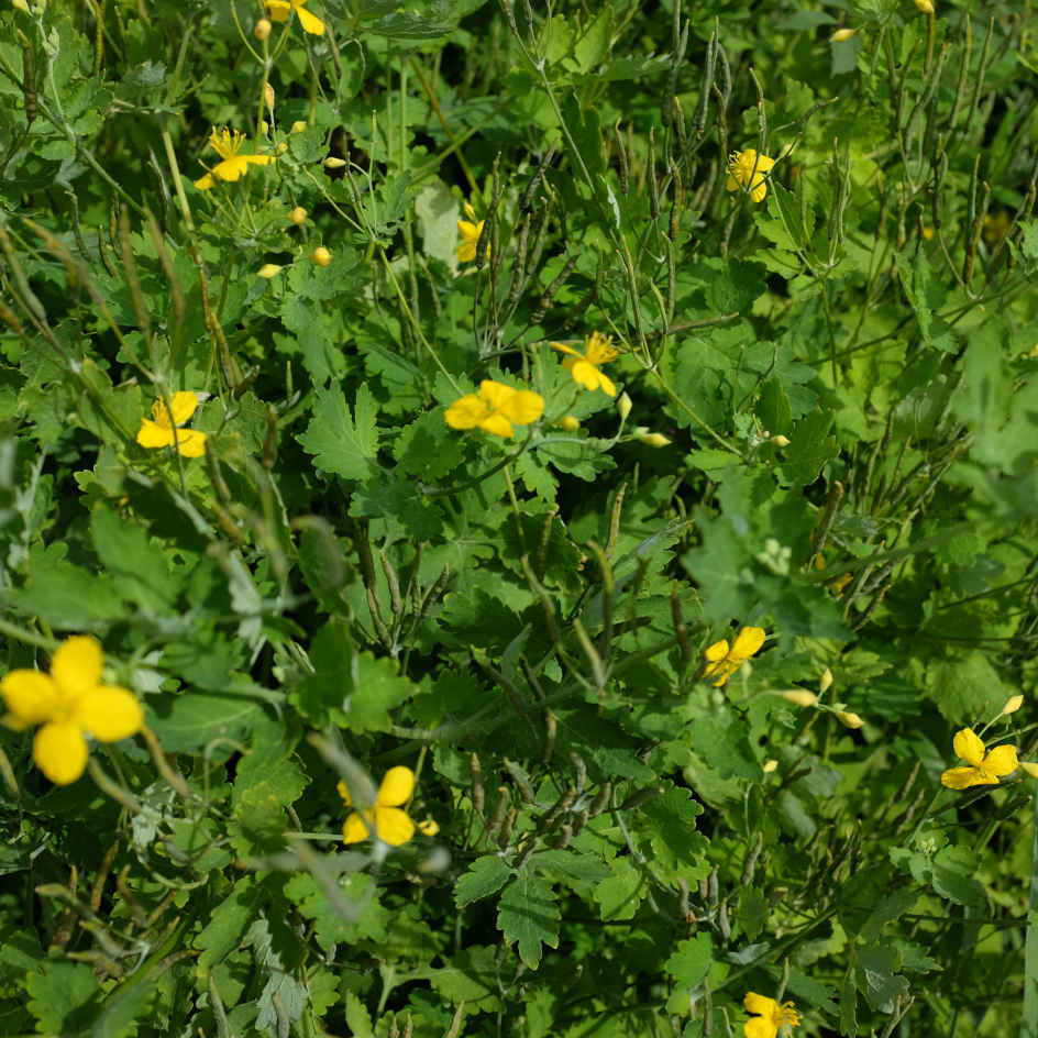 la-bo-te-graines-grande-ch-lidoine-bio-graines-fleurs-vivaces image 3