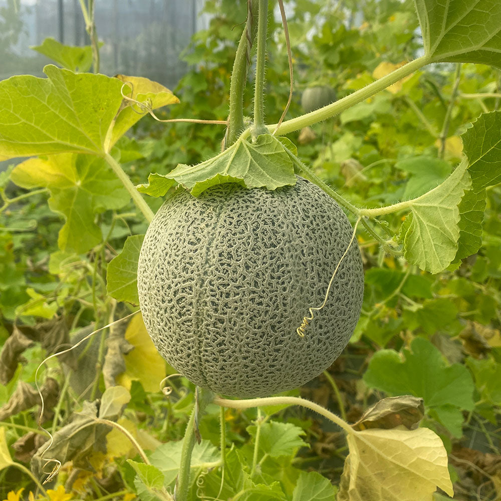 ferme-de-sainte-marthe-melon-chilton-graines-potag-res-bio-sucr image 2