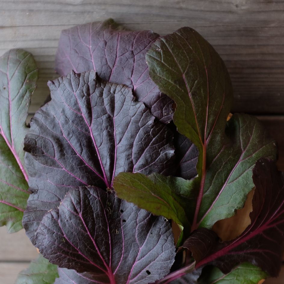 la-bo-te-graines-mizuna-vibrant-ultraviolet-graines-bio-mesclun image 4