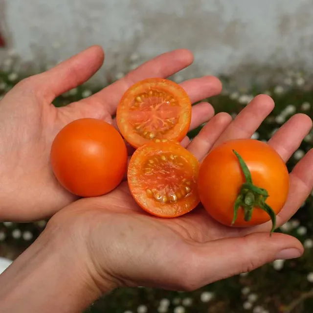 la-bo-te-graines-tomate-auriga-bio-graines-potag-res-orange-pr-coce image 1
