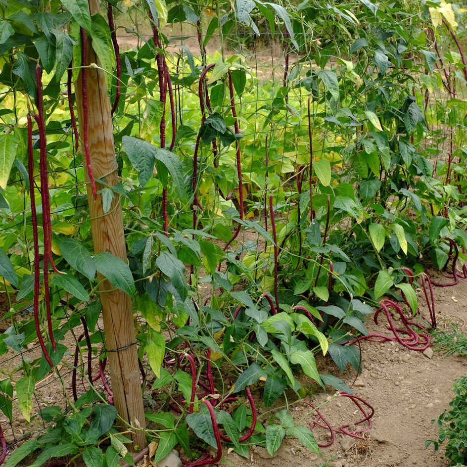la-bo-te-graines-red-noodle-graines-haricot-bio-rouge image 2