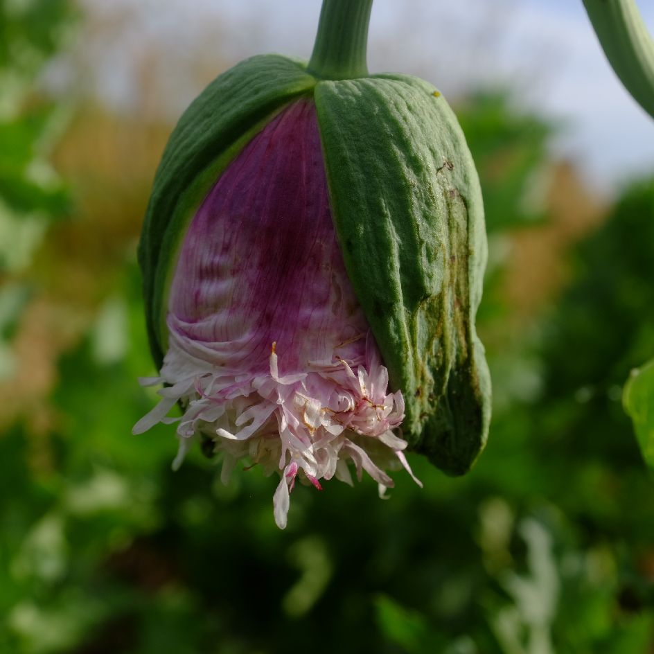 la-bo-te-graines-pavot-lilac-pompom-graines-fleurs-bio-doubles image 3