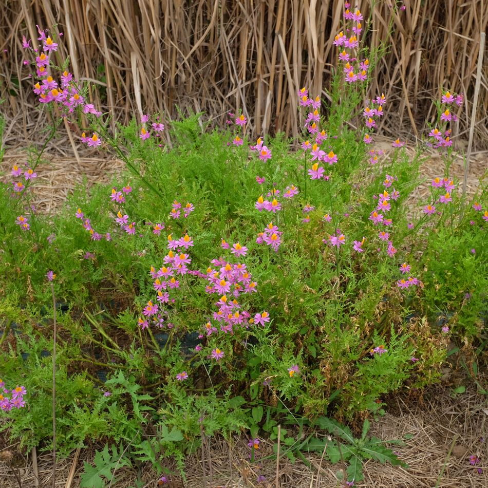 la-bo-te-graines-schizanthus-grahamii-bio-graines-fleurs-roses image 2