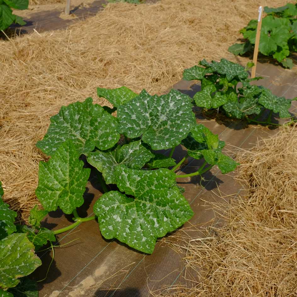 la-bo-te-graines-bambina-gigante-graines-courge-bio-g-ante image 5