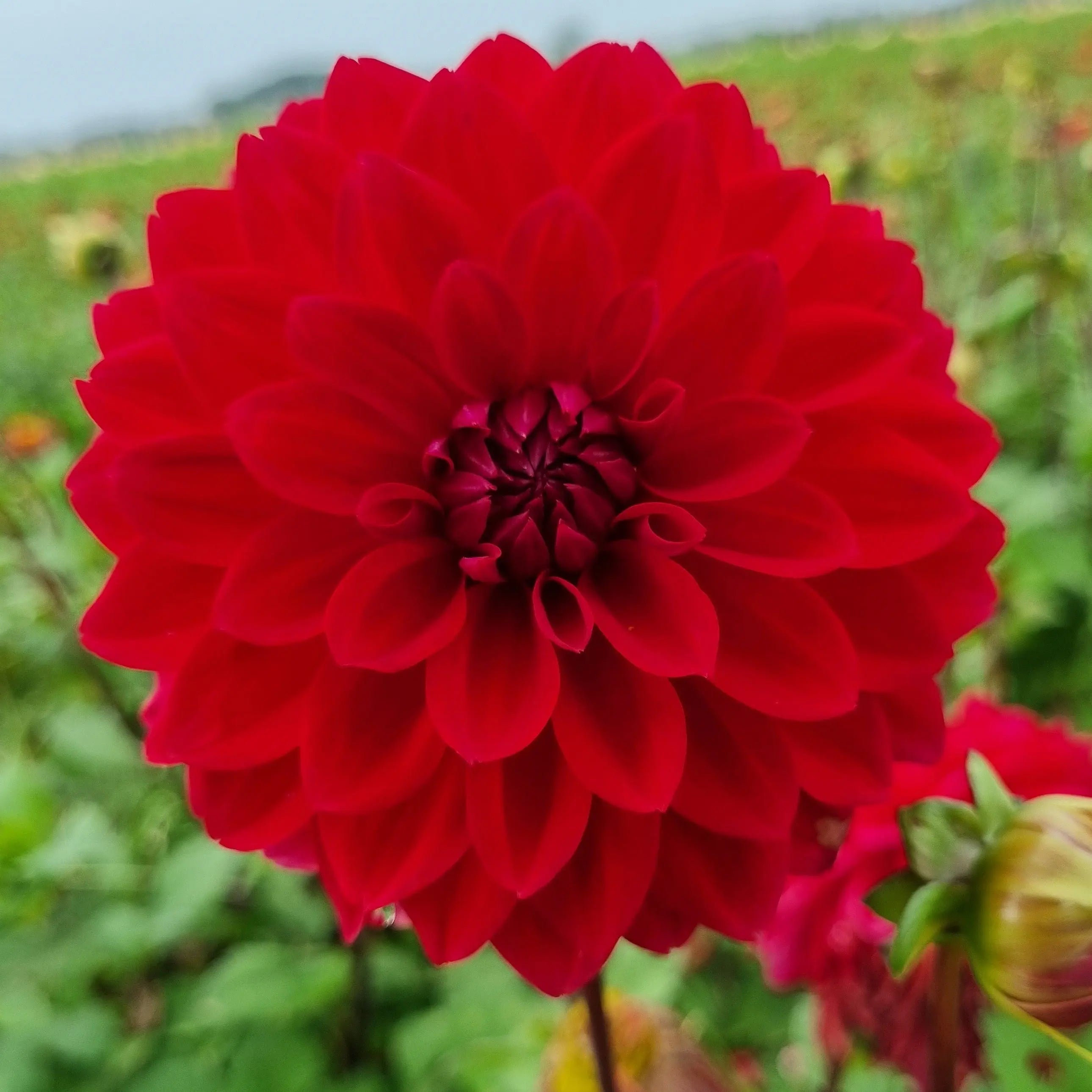ferme-de-sainte-marthe-dahlia-menorca-bulbe-fleurs-d-coratif image 1