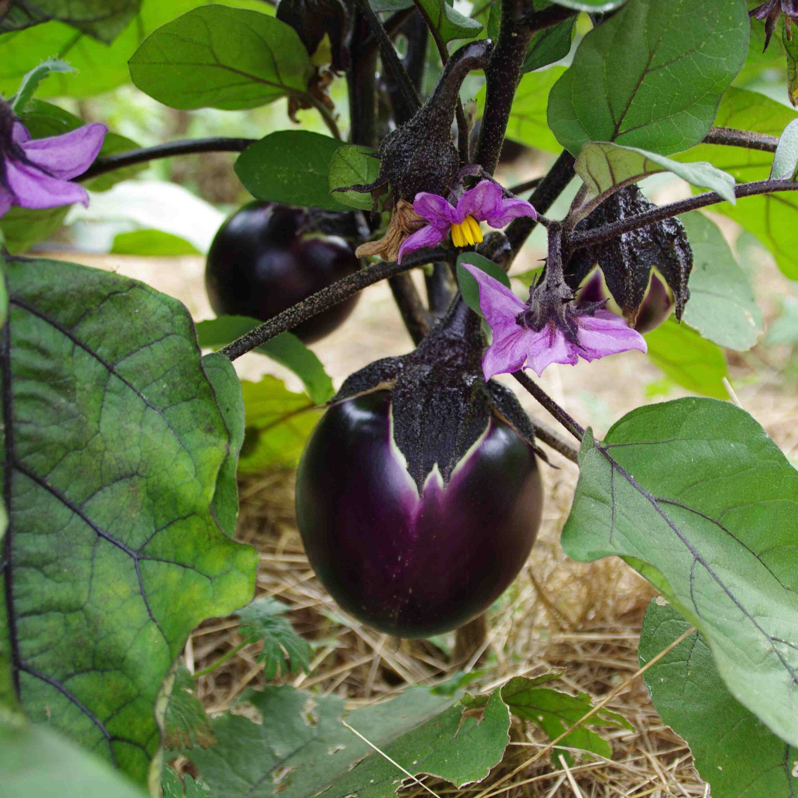 les-semences-de-l-ombelle-aubergine-ronde-valence-graines-bio image 1