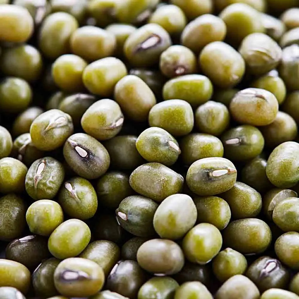 ferme-de-sainte-marthe-mungo-vert-haricot-bio-sachet-germination image 2