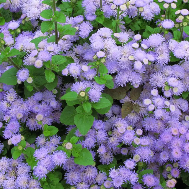 ferme-de-sainte-marthe-ag-ratum-graines-fleurs-bio-bleu-violet image 1