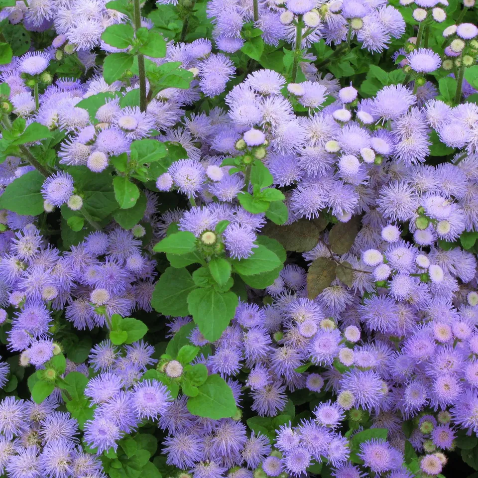 ferme-de-sainte-marthe-ag-ratum-graines-fleurs-bio-bleu-violet image 1