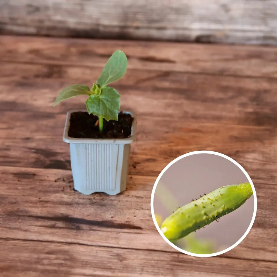 ferme-de-sainte-marthe-cornichon-vert-fin-de-meaux-plant-bio-pr-coce image 1