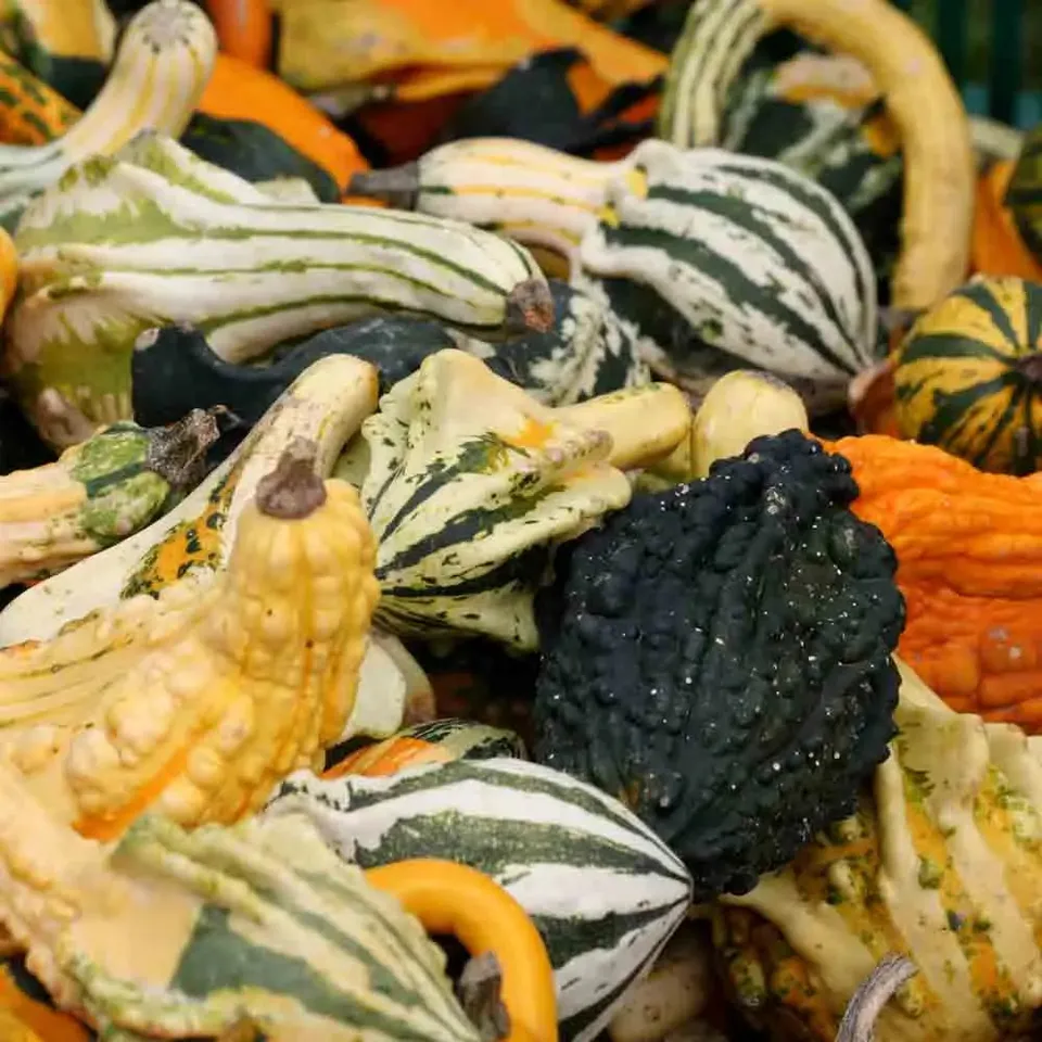 ferme-de-sainte-marthe-coloquintes-graines-courge-d-co-bio image 1