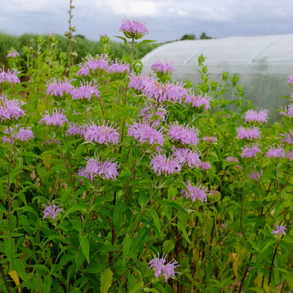 la-bo-te-graines-graines-fleurs-monarde-fistuleuse-bio-semences image 3